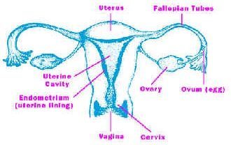 Pap Test